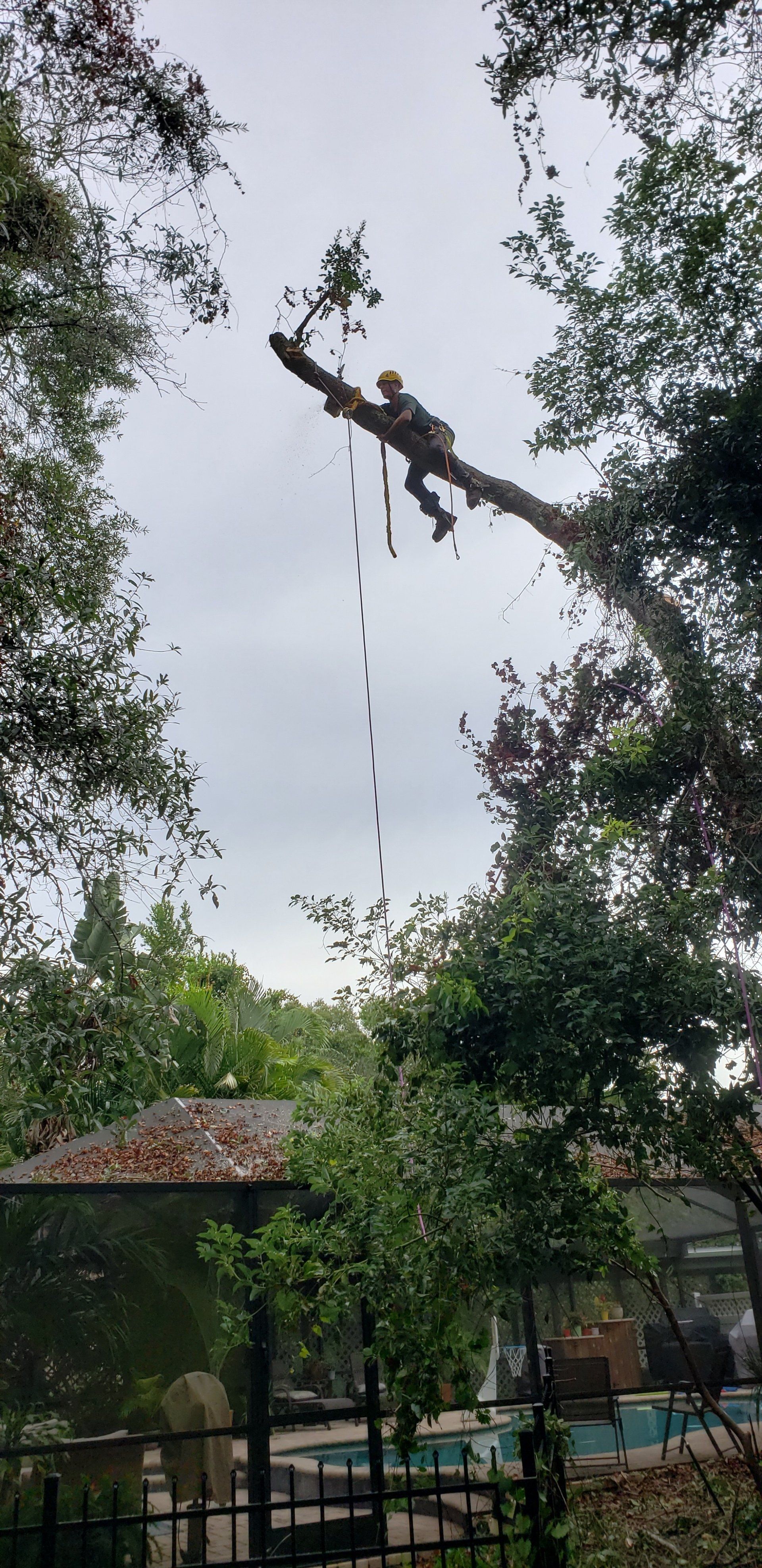 Walker Tree Service climber trimming the high limbs of a tree in Pinellas County