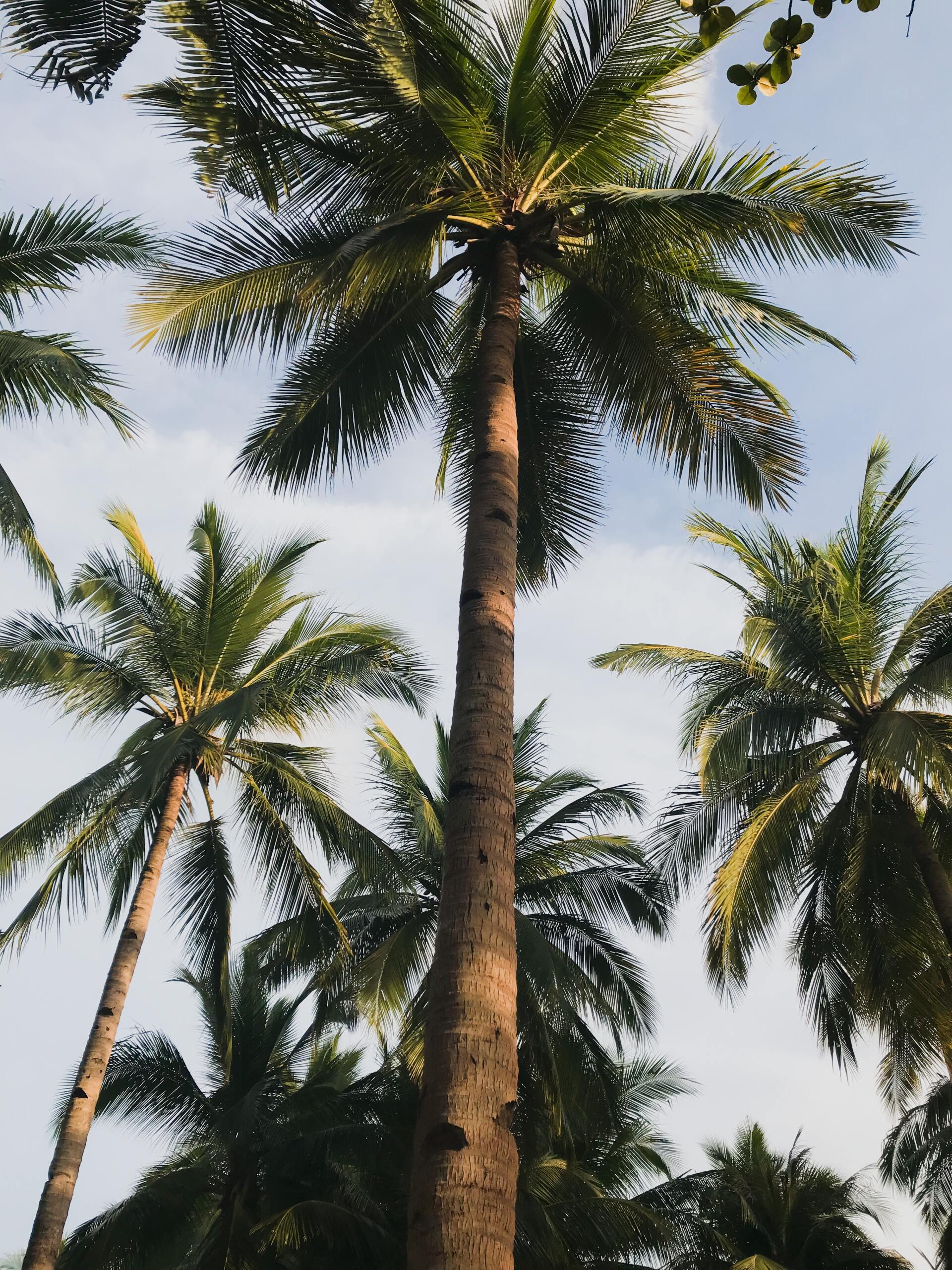 Tree canopy