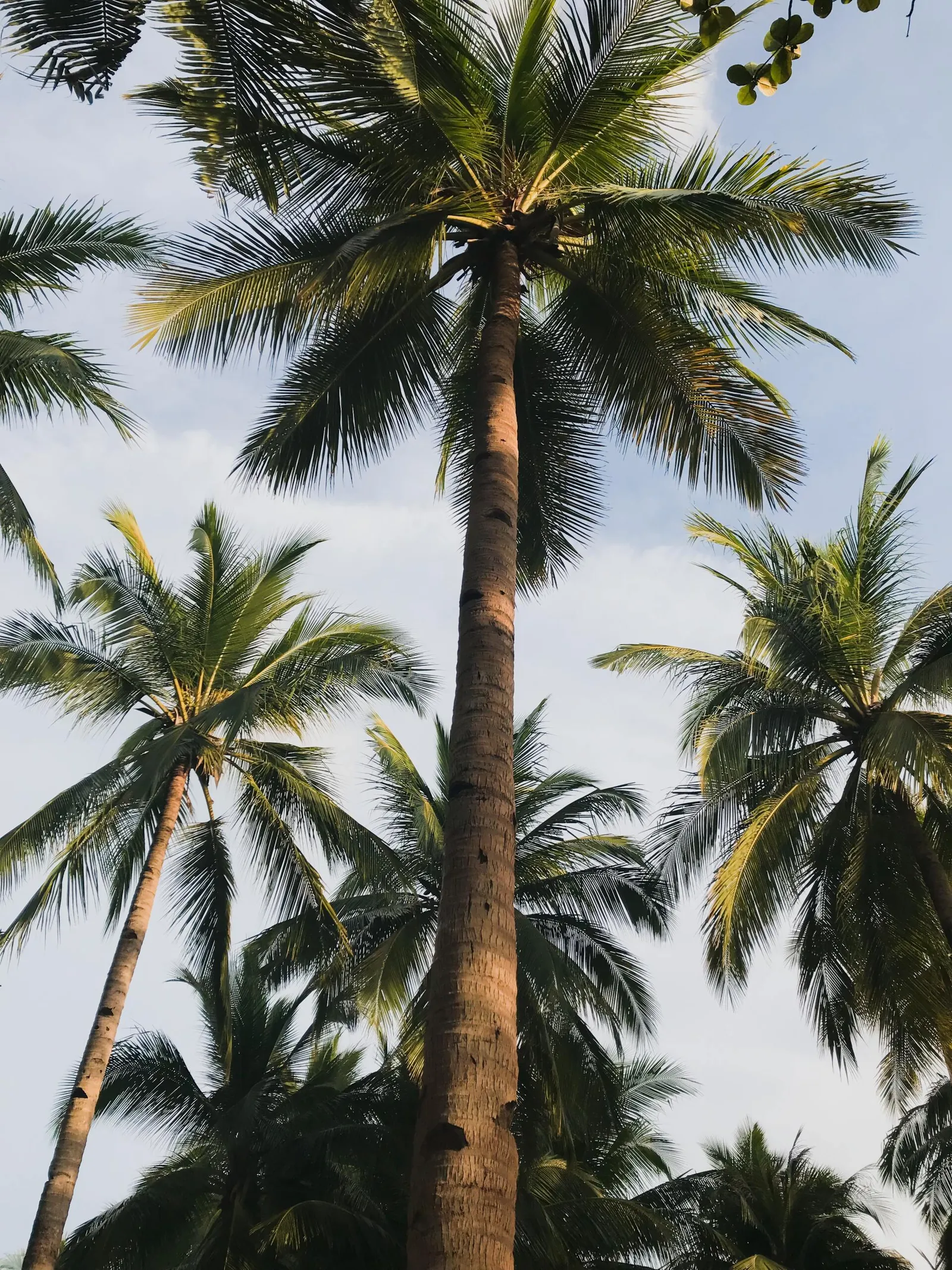 Healthy palm fronds against the sky after a professional trim in Pinellas County