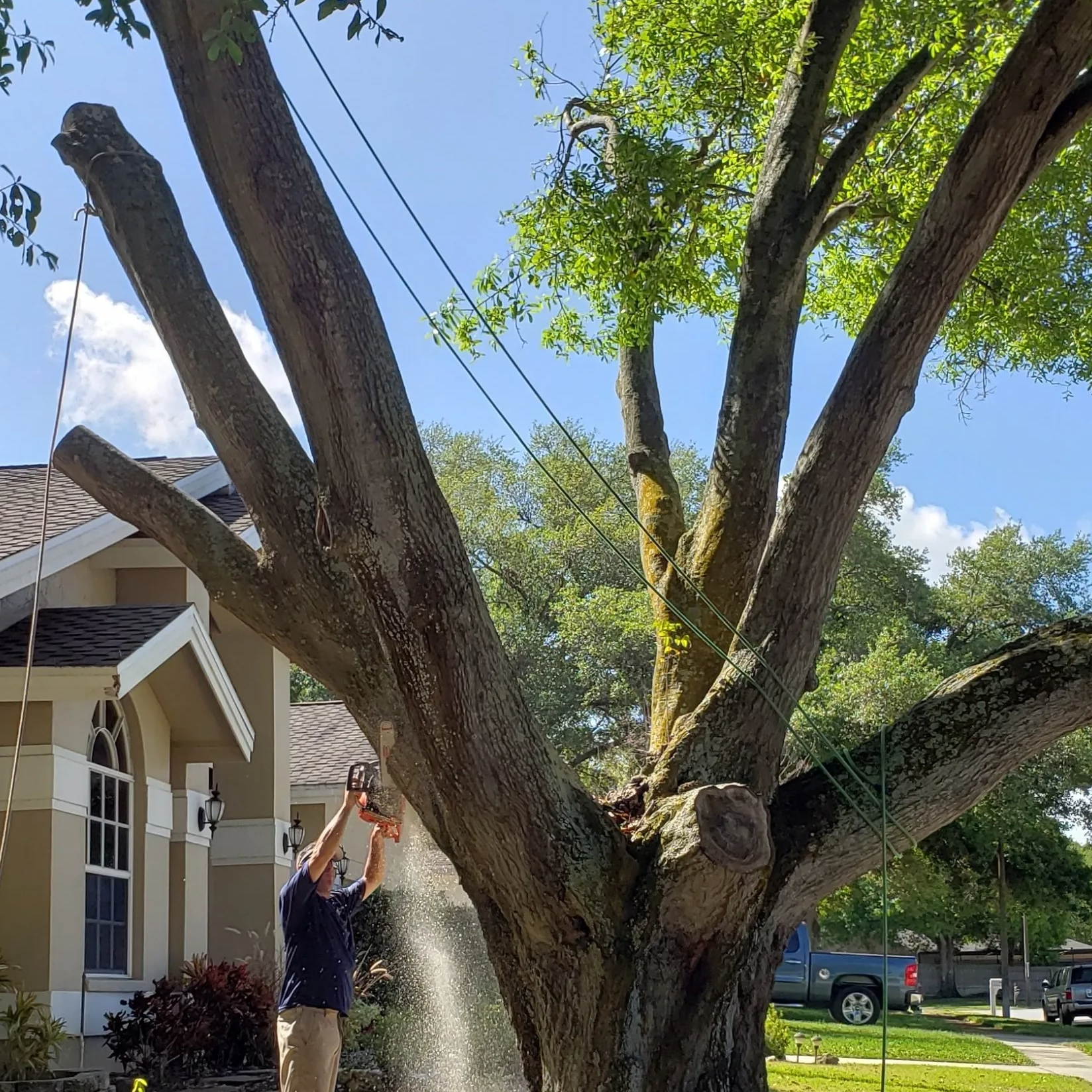 Walker Tree Service removing a tree