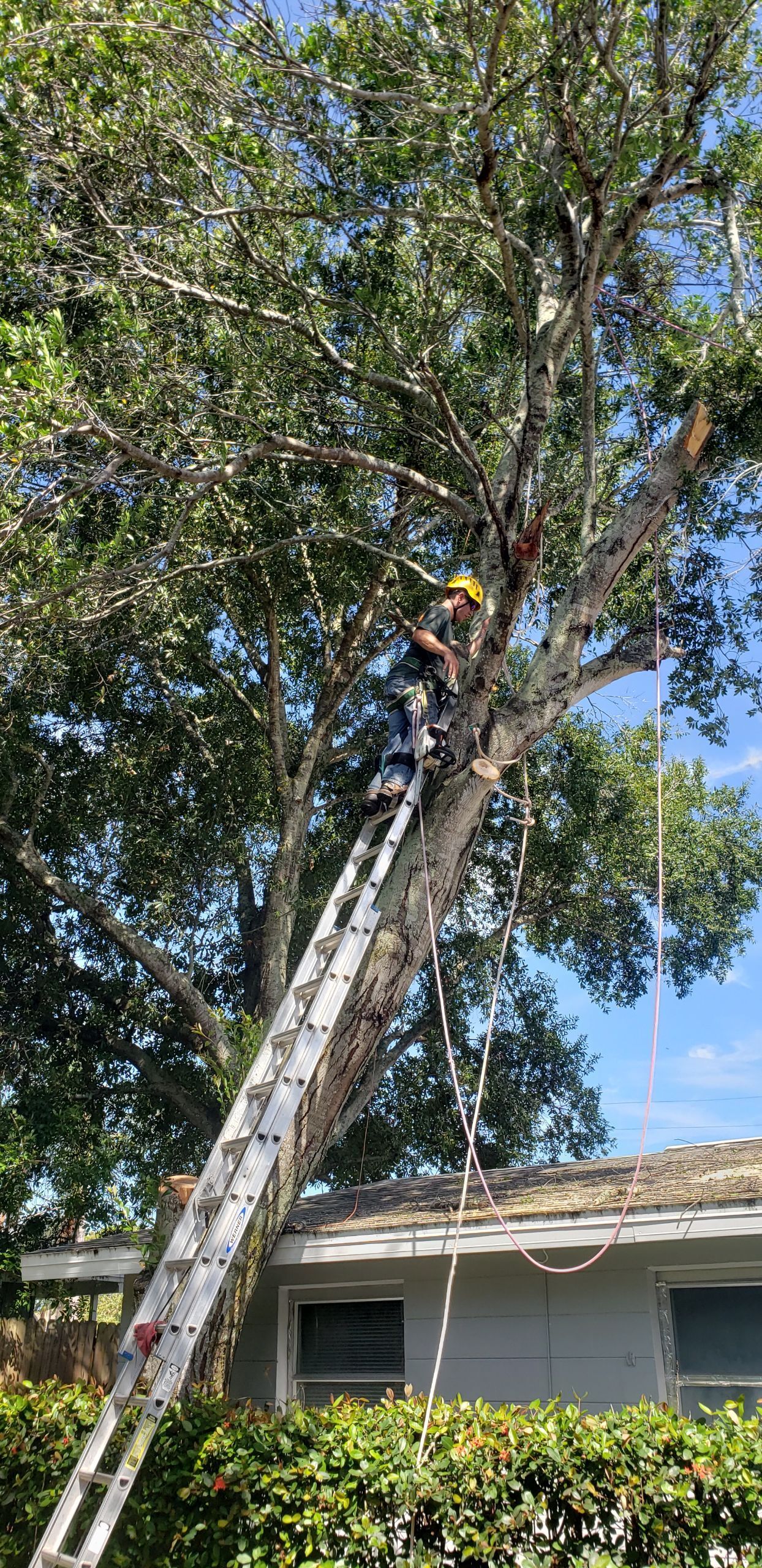 Tree trimming work in Palm Harbor