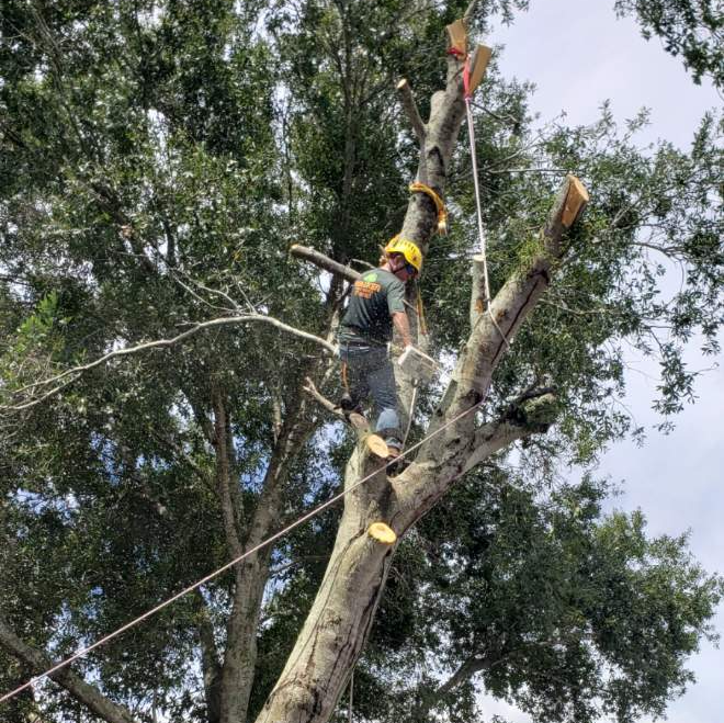 Tree removal in progress