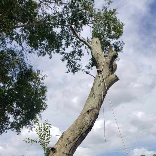 Tree service work