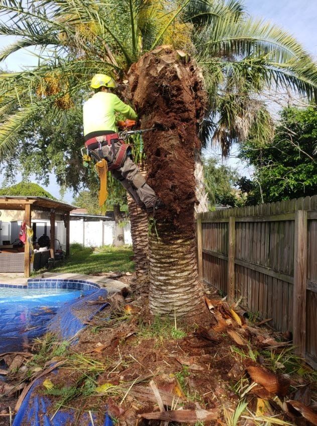 Tree trimming service
