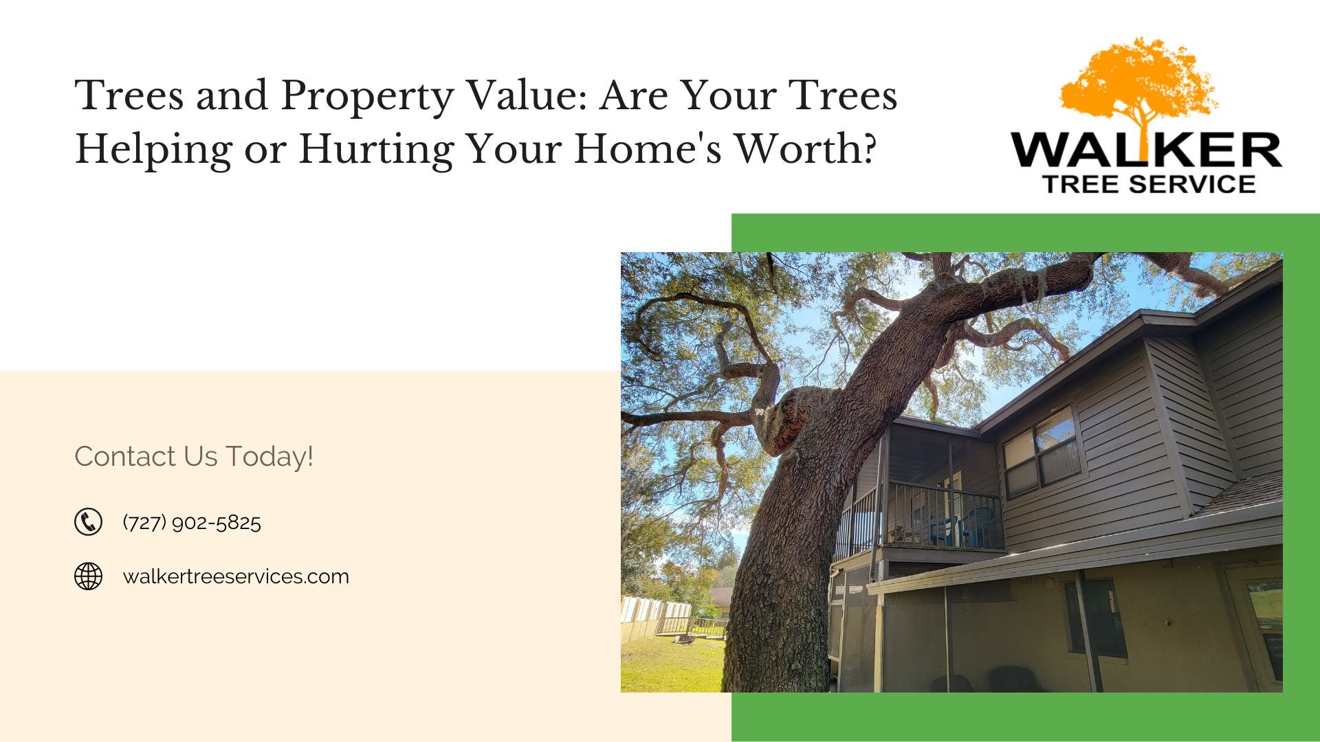 Trees and Property Value: Are Your Trees Helping or Hurting Your Home's Worth?