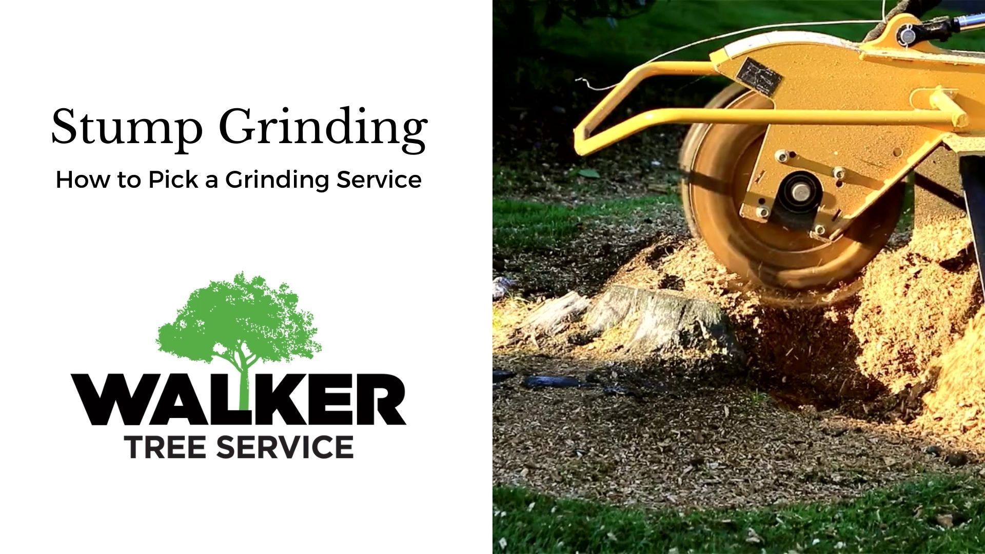 Stump Grinding Near Me: How to Pick a Grinding Service, Palm Harbor