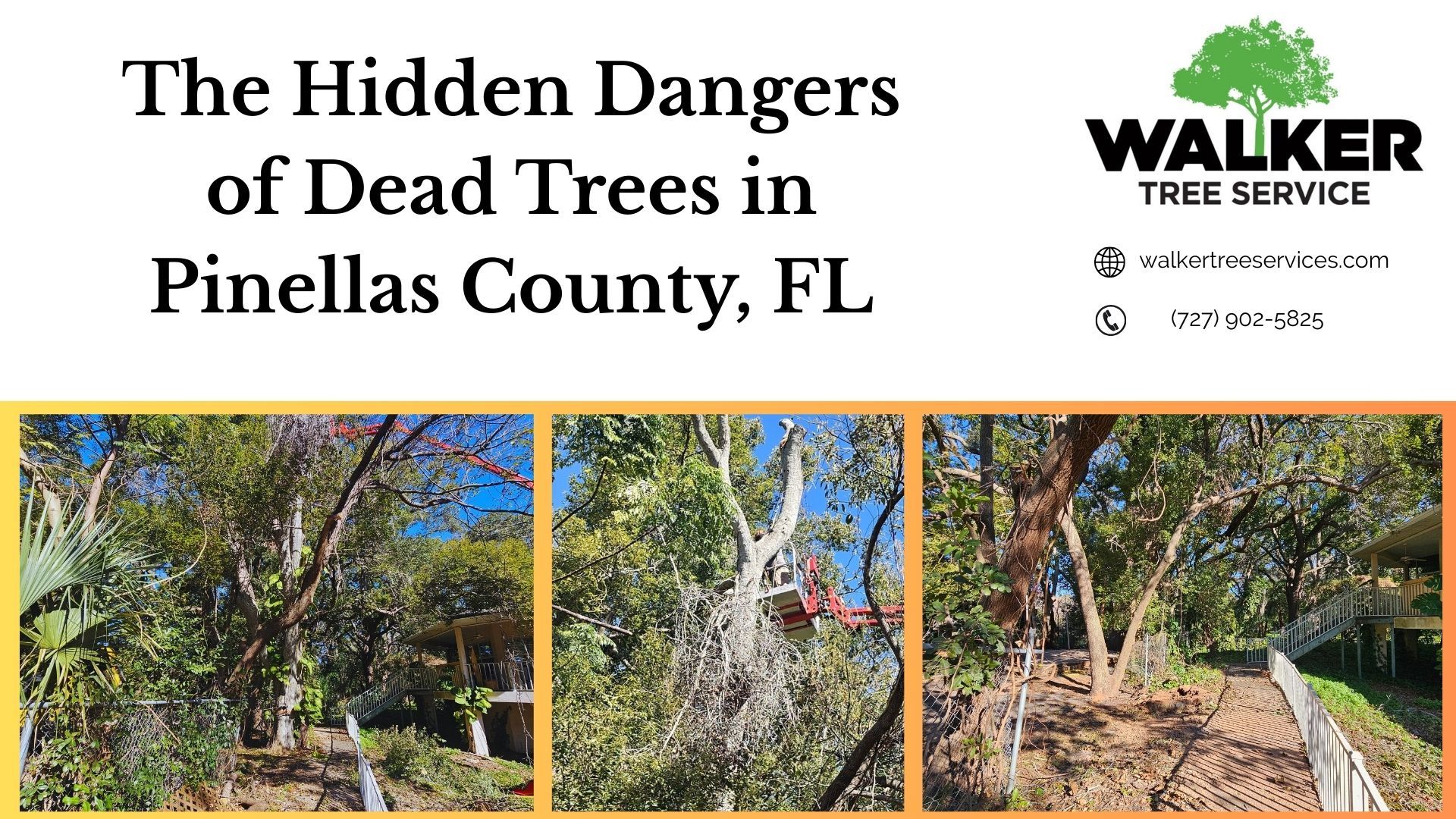 The Hidden Dangers of Dead Trees in Pinellas County, FL