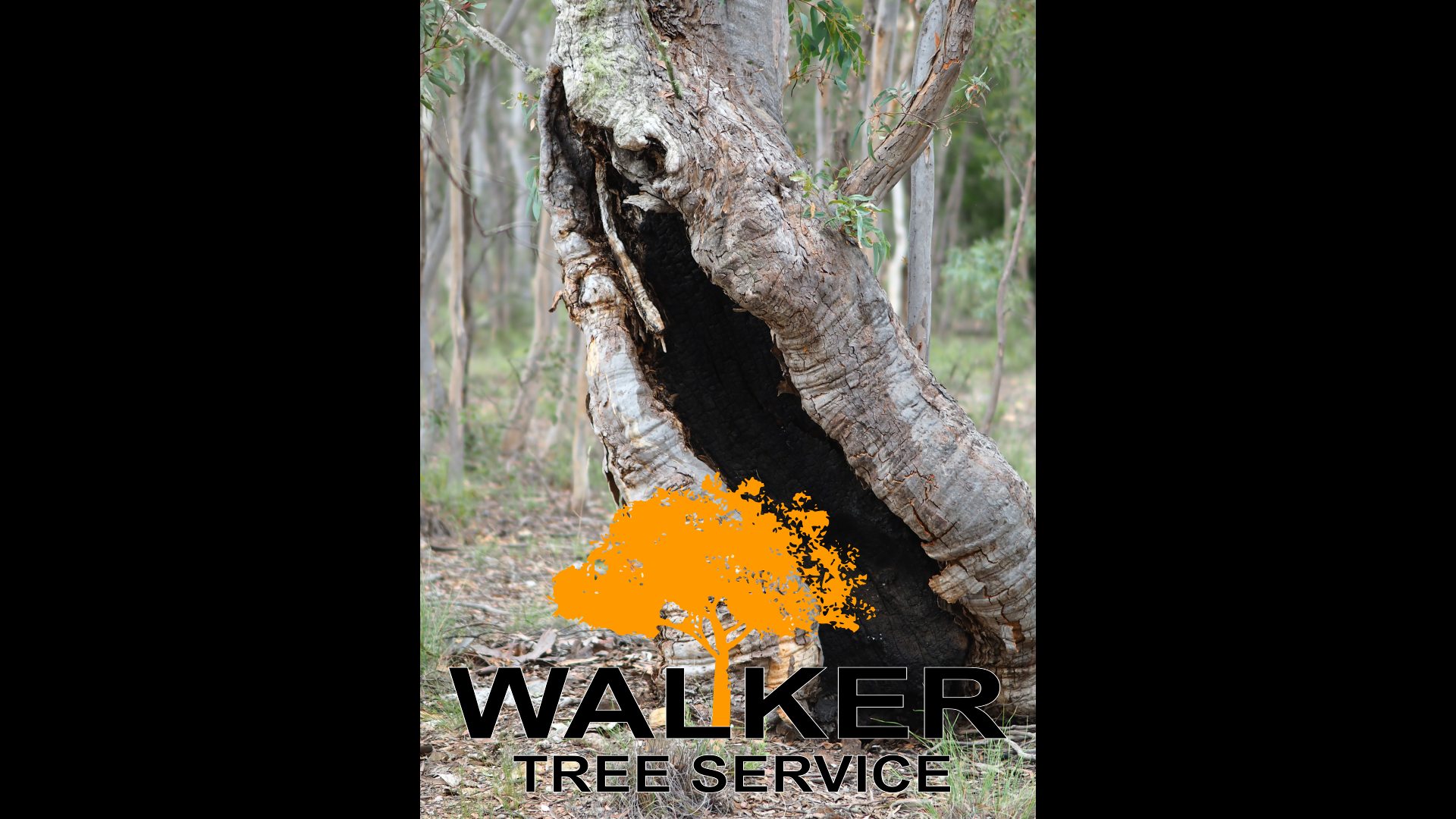 Warning Signs That Your Tree Is Dying