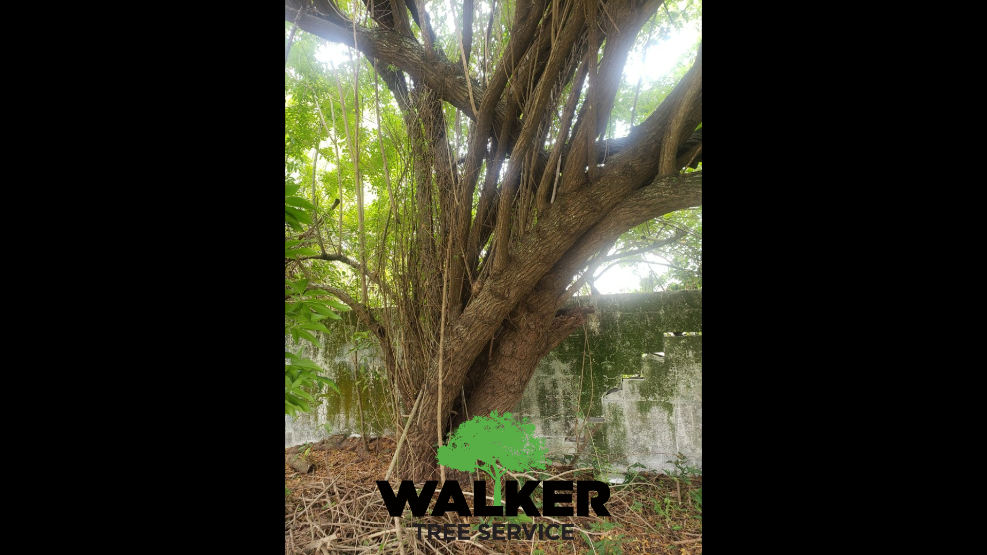 Brazilian Pepper Trees, Why Do They Need To Be Removed In Florida?