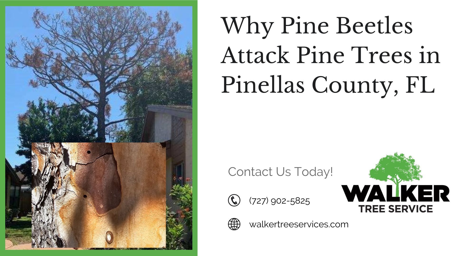 Why Pine Beetles Attack Pine Trees in Pinellas County, FL