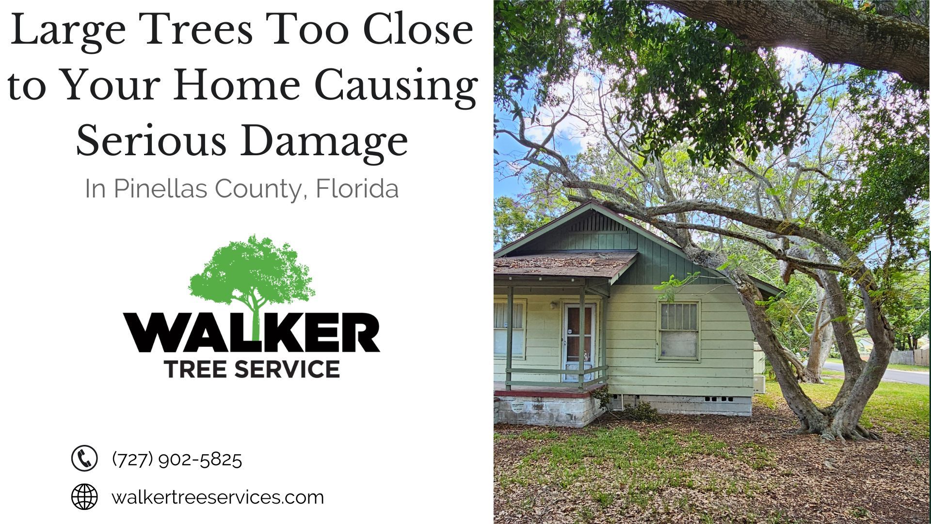 Large Trees Too Close to Your Home Causing Serious Damage in Pinellas County, FL