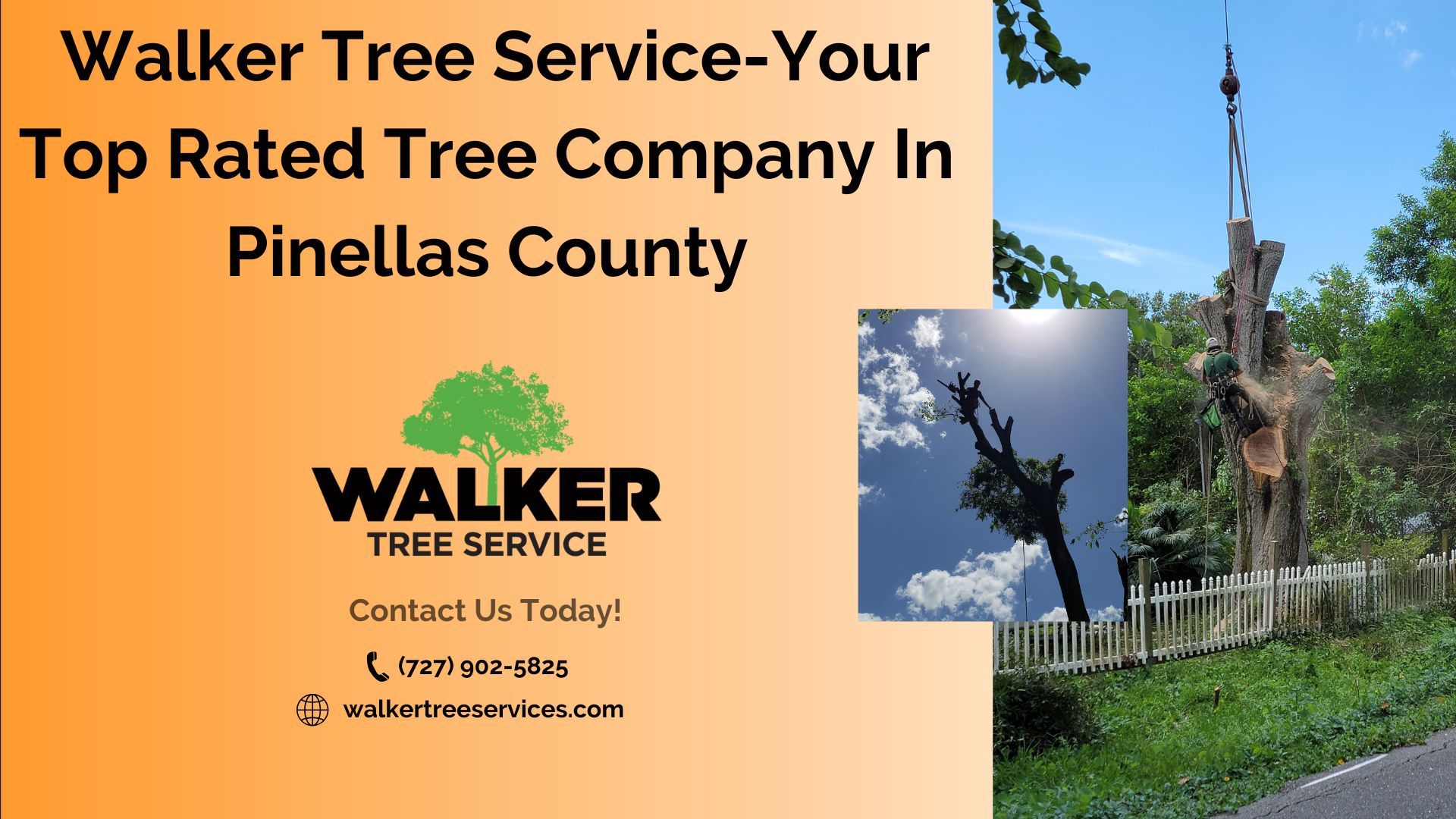 Walker Tree Service-Your Top Rated Tree Company In Pinellas County