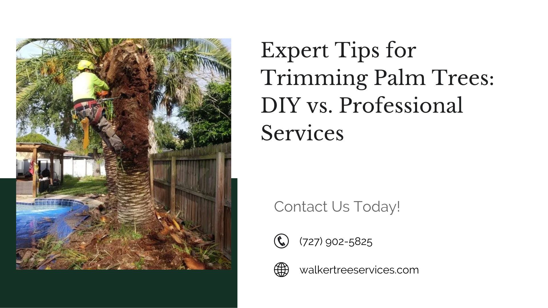 Expert Tips for Trimming Palm Trees: DIY vs. Professional Services