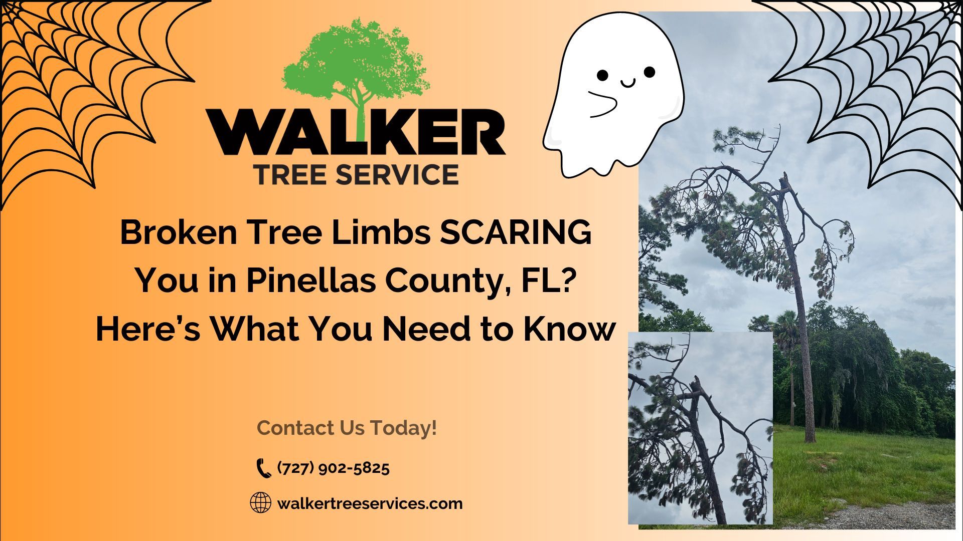 Broken Tree Limbs SCARING You in Pinellas County, FL? Here’s What You Need to Know