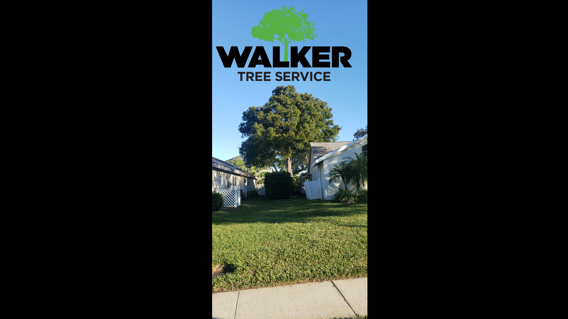 Your Tree Is Planted Too Close To Your Pool Deck.
