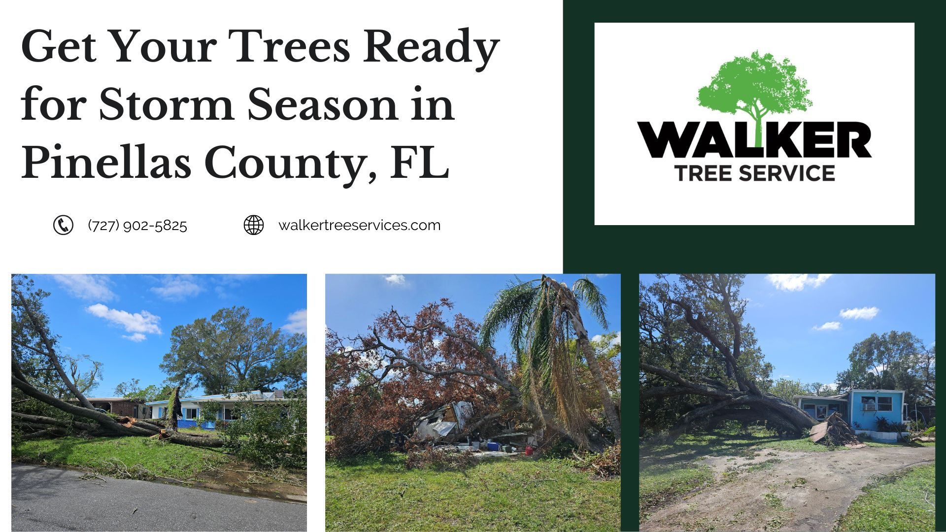 Get Your Trees Ready for Storm Season in Pinellas County, FL