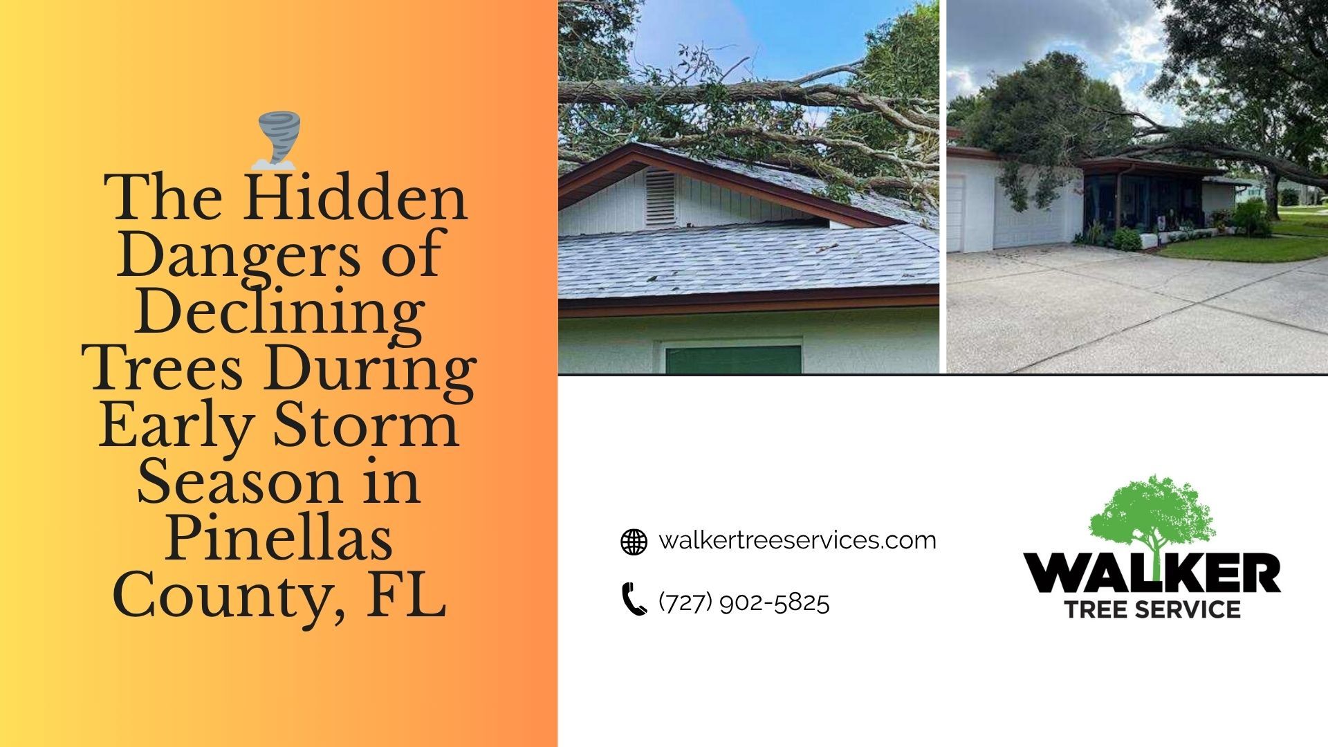 🌪️ The Hidden Dangers of Declining Trees During Early Storm Season in Pinellas County, FL