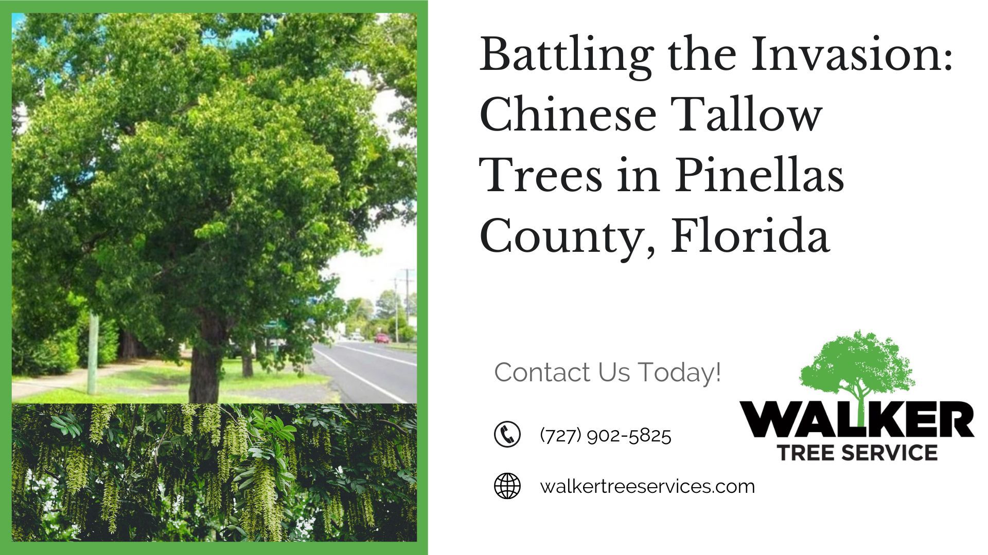 Battling the Invasion: Chinese Tallow Trees in Pinellas County, Florida