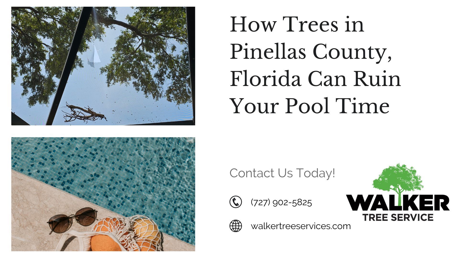 How Trees in Pinellas County, Florida Can Ruin Your Pool Time