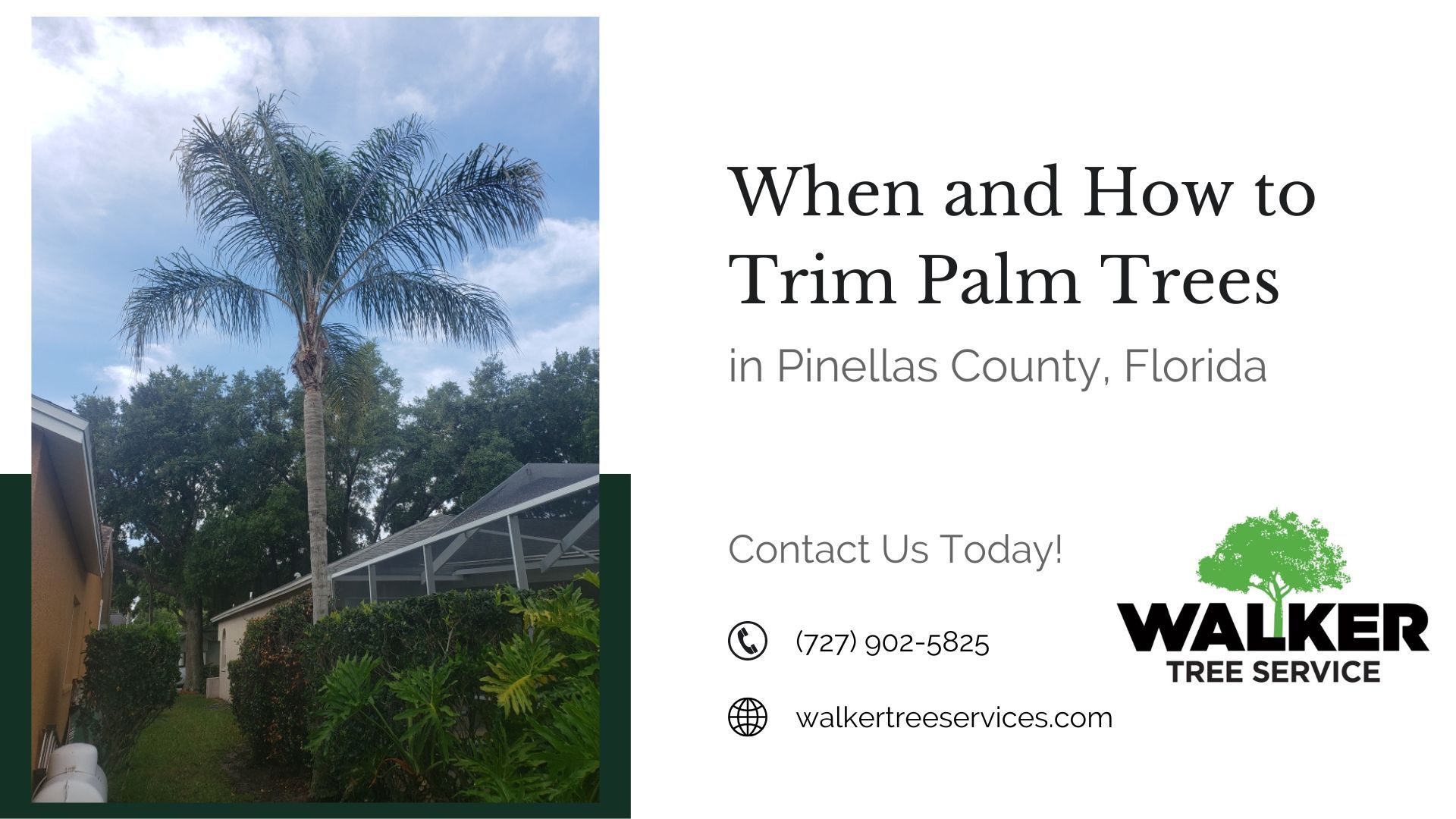 When and How to Trim Palm Trees in Pinellas County, Florida