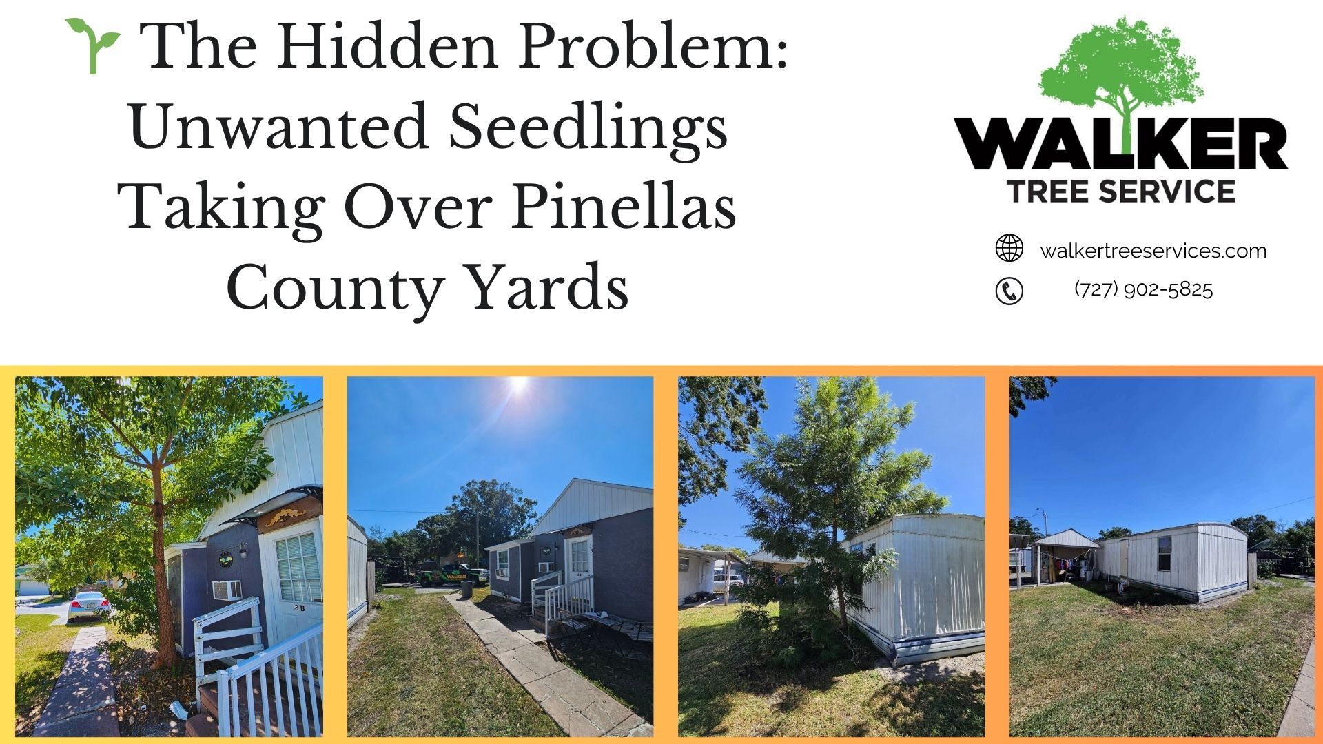 🌱 The Hidden Problem: Unwanted Seedlings Taking Over Pinellas County Yards