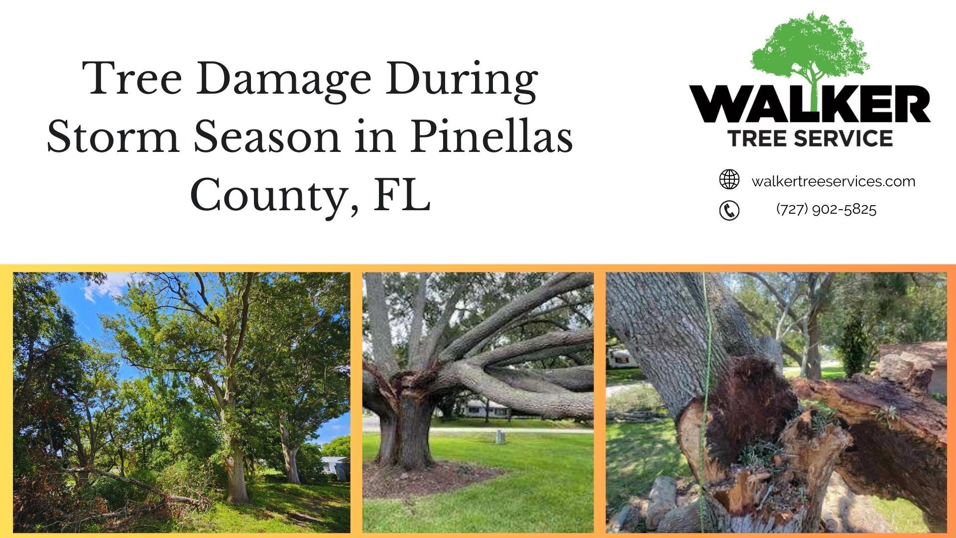 Tree Damage During Storm Season in Pinellas County, FL