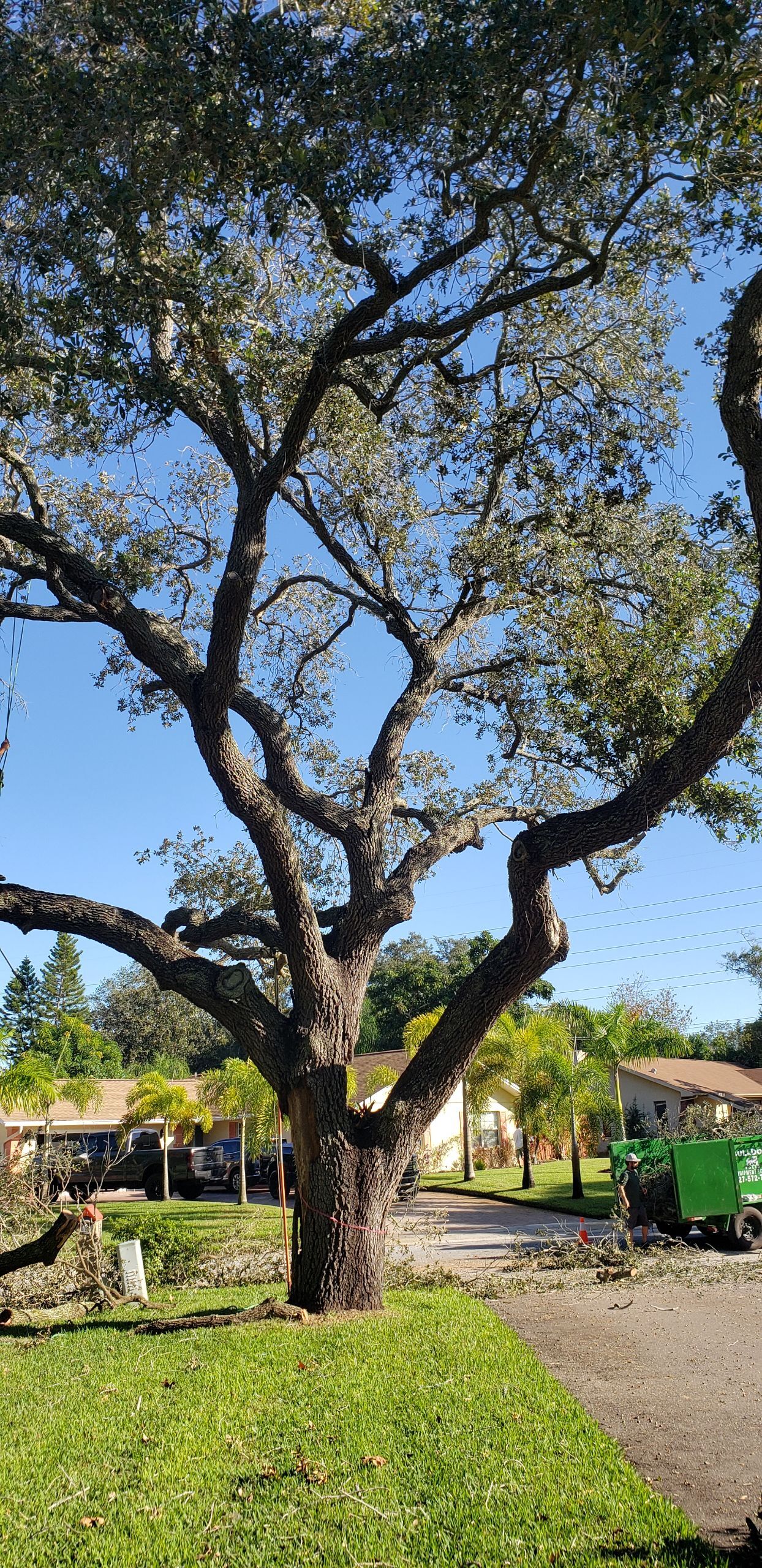 Is It Time To Prune Your Trees?