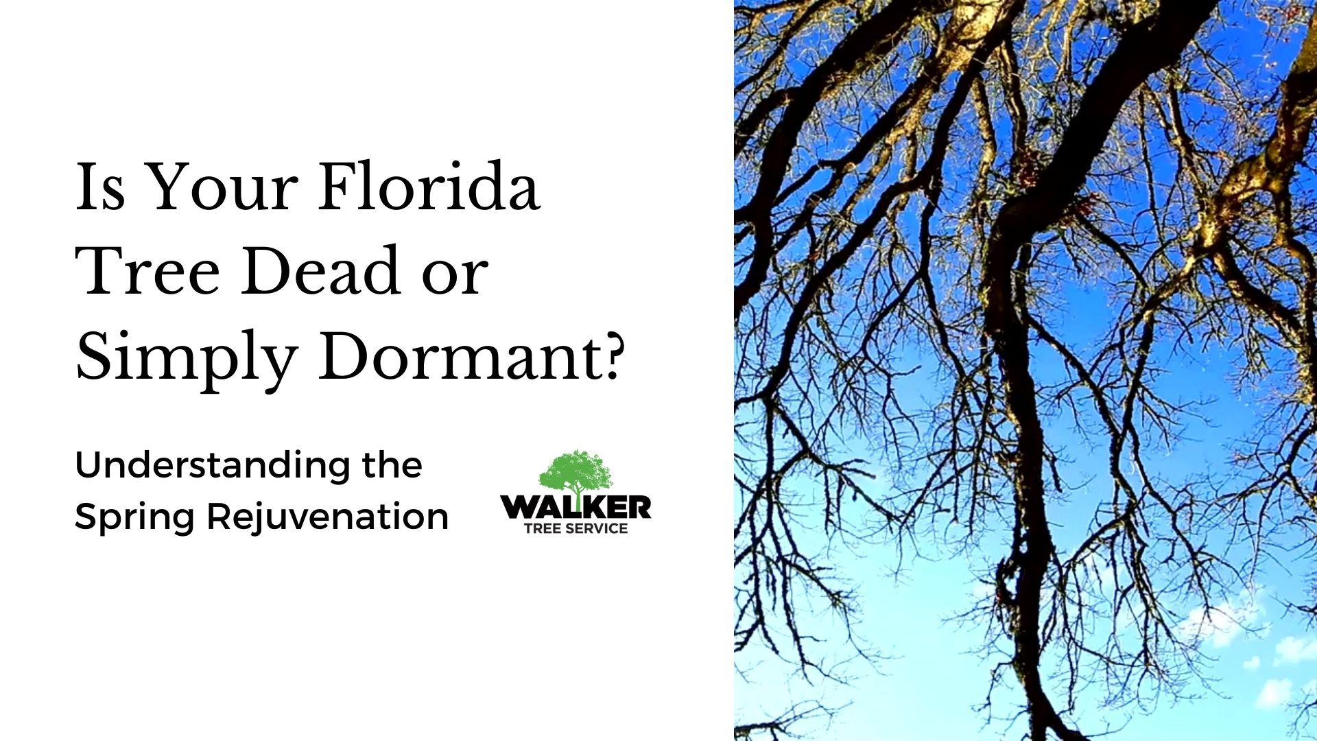 Is Your Florida Tree Dead or Simply Dormant? Understanding the Spring Rejuvenation