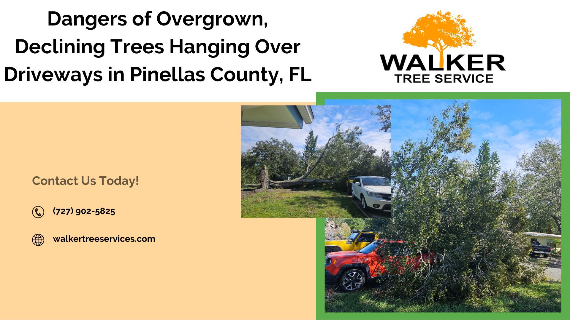 Dangers of Overgrown, Declining Trees Hanging Over Driveways in Pinellas County, FL