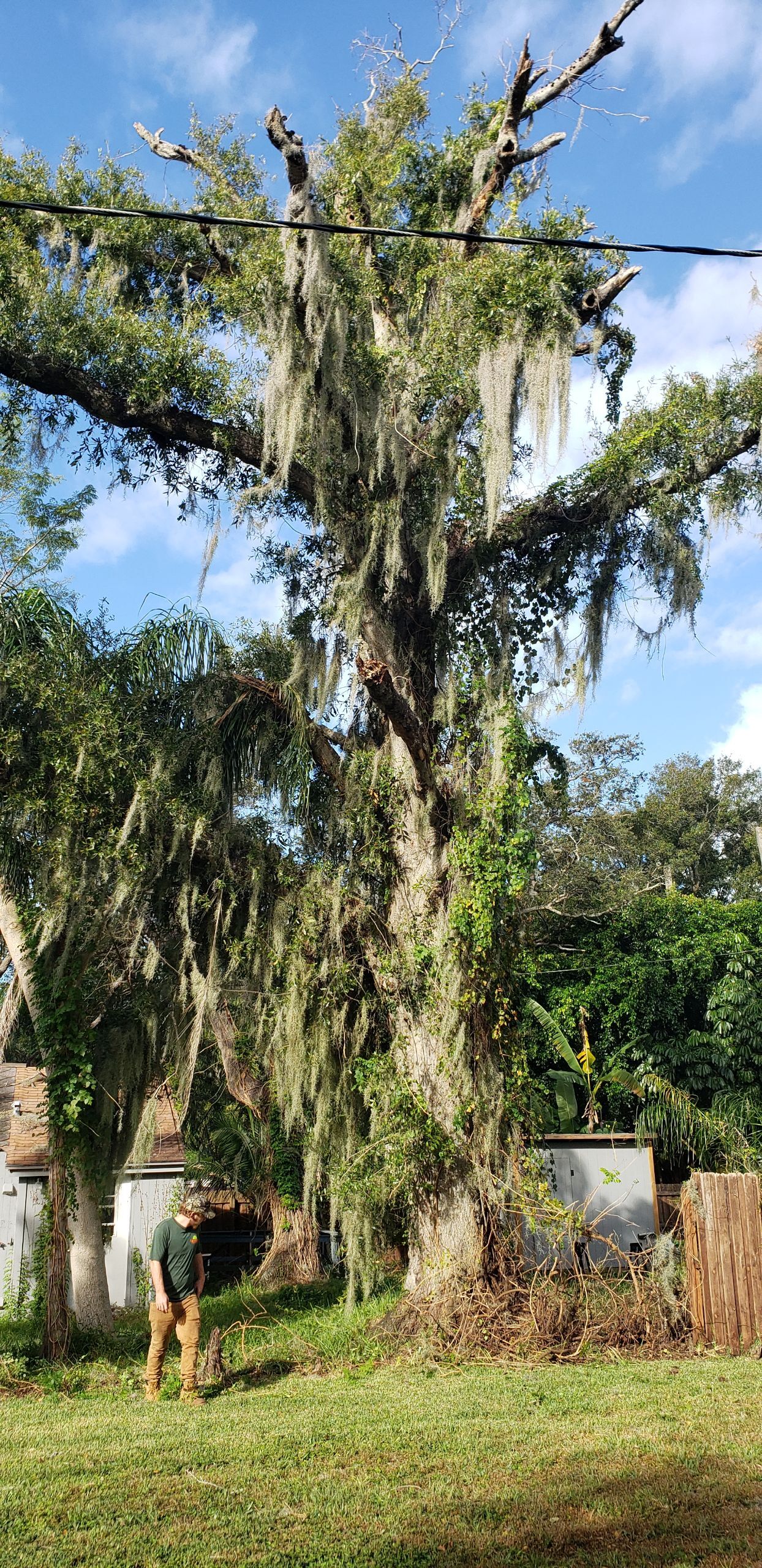 Are Your Trees Ready For The Next Big Storm?