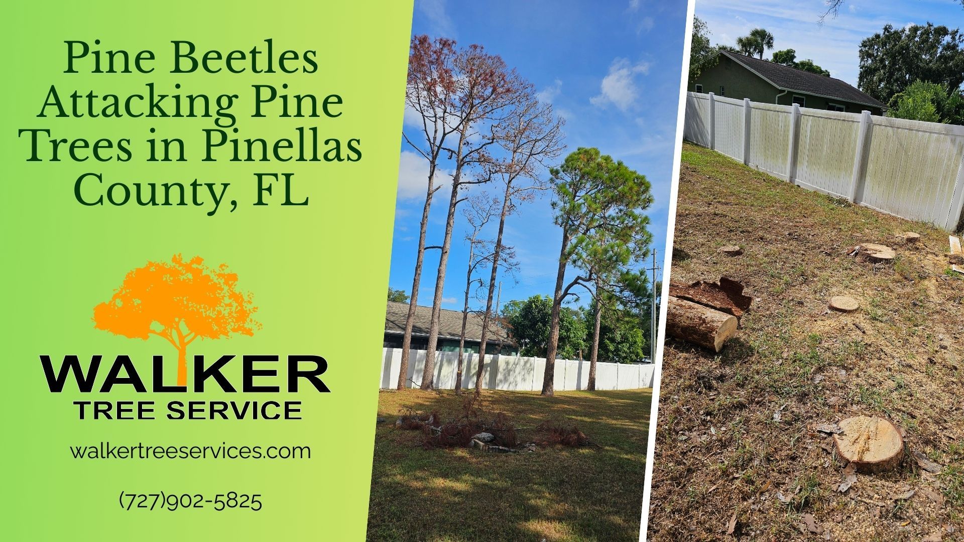 Pine Beetles Attacking Pine Trees in Pinellas County, FL