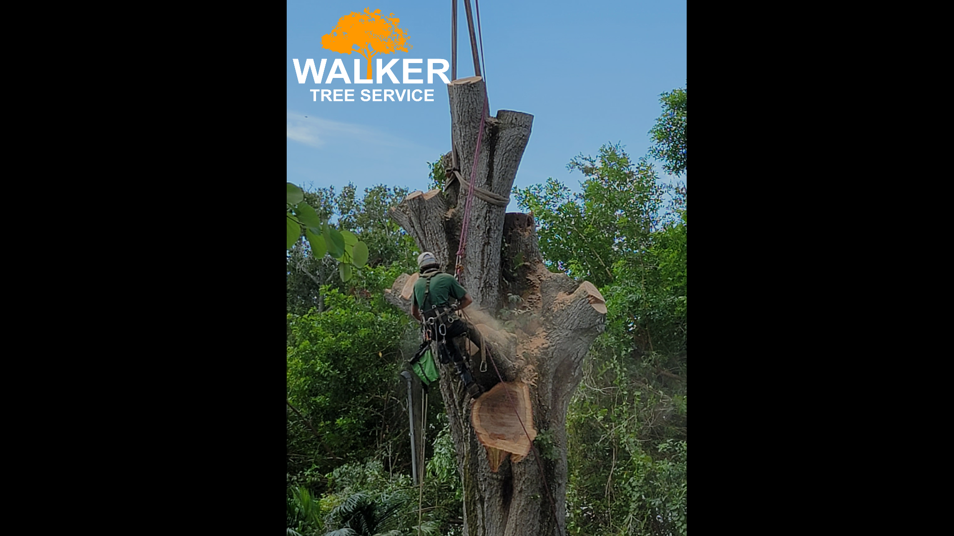 Difficult Tree Removal?
