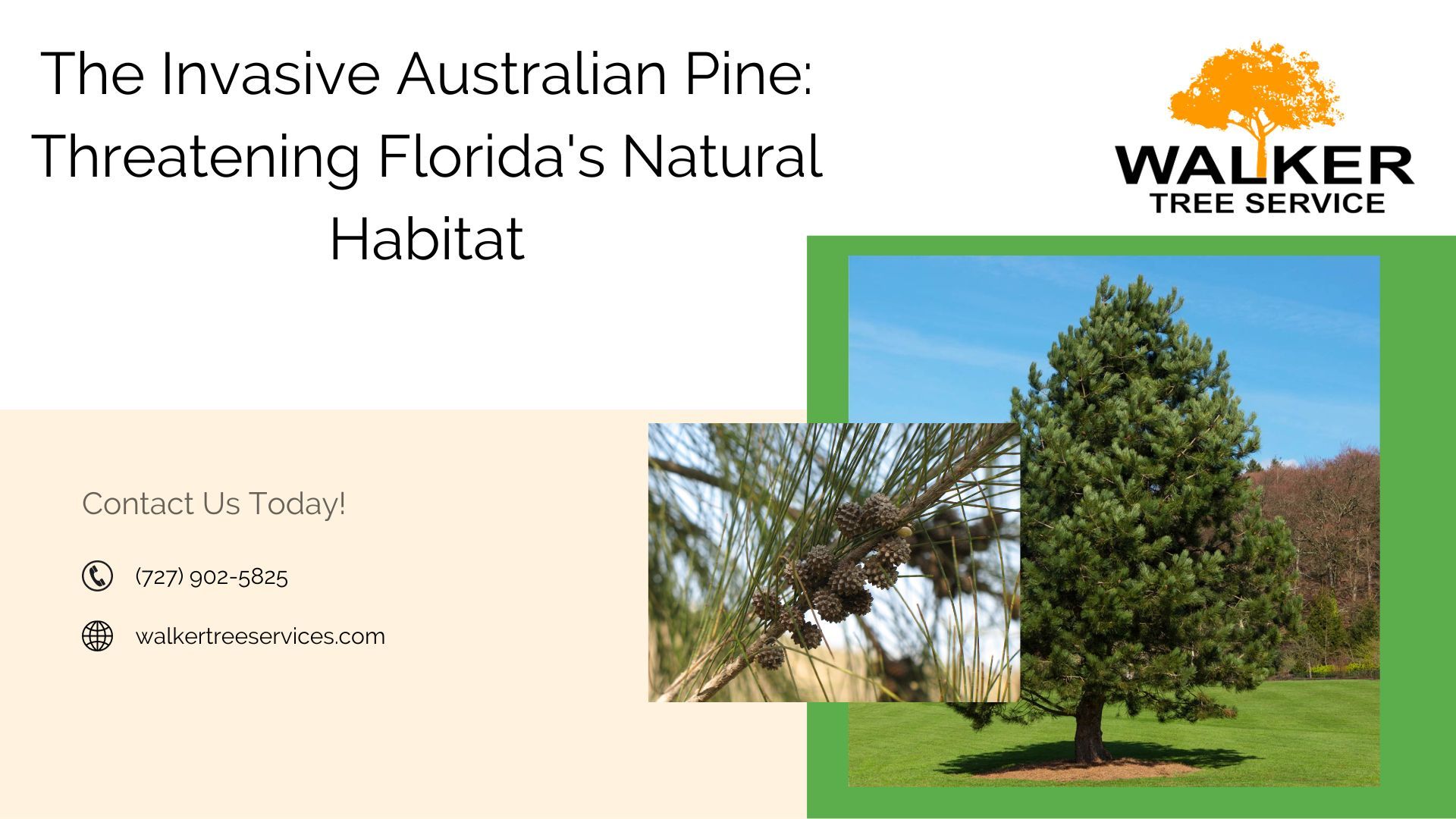 The Invasive Australian Pine: Threatening Florida's Natural Habitat