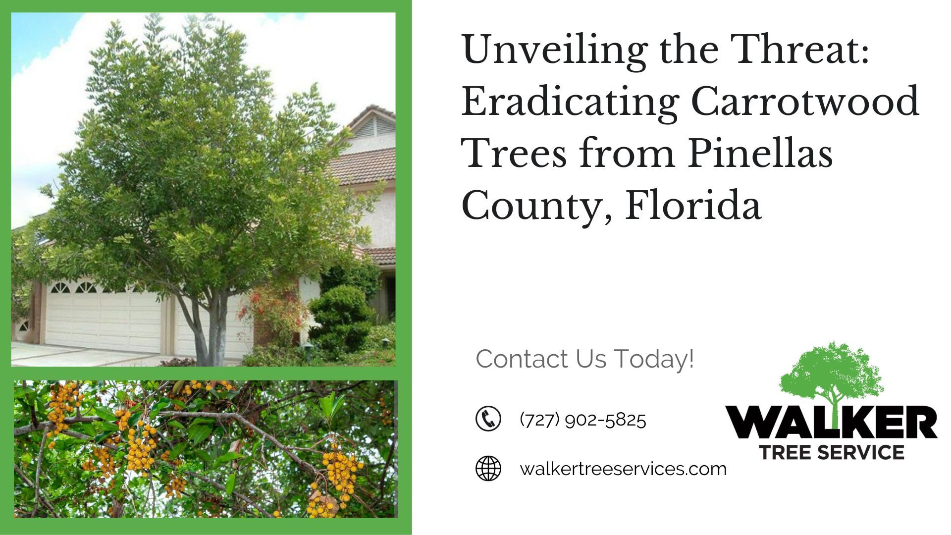 Unveiling the Threat: Eradicating Carrotwood Trees from Pinellas County, Florida