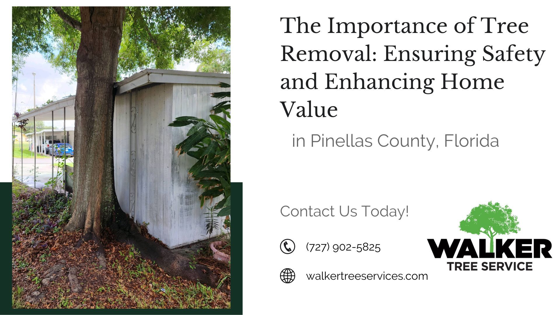 The Importance of Tree Removal: Ensuring Safety and Enhancing Home Value