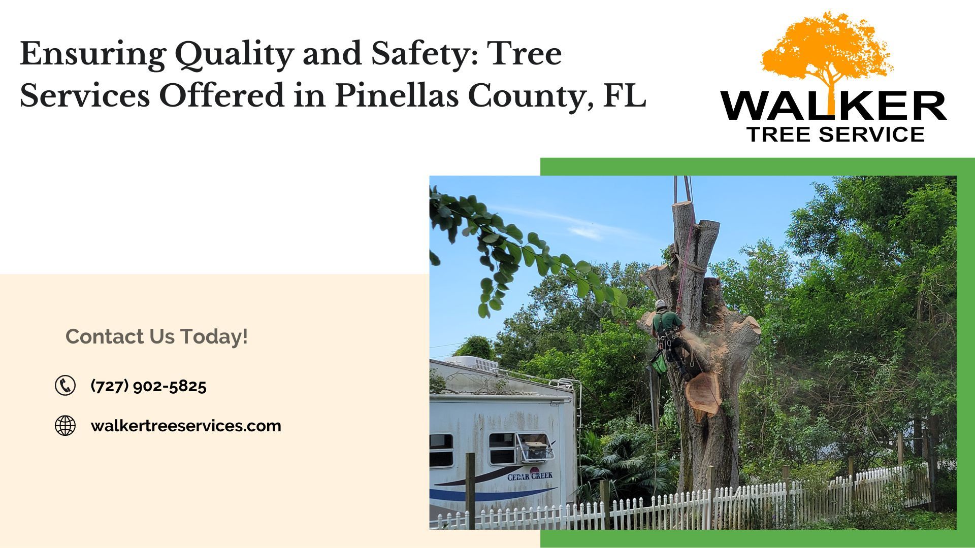 Ensuring Quality and Safety: Tree Services Offered in Pinellas County, FL