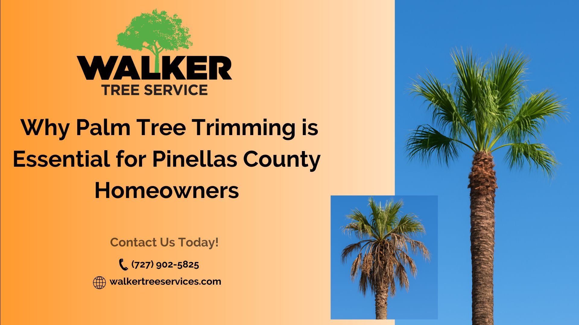 Why Palm Tree Trimming is Essential for Pinellas County Homeowners