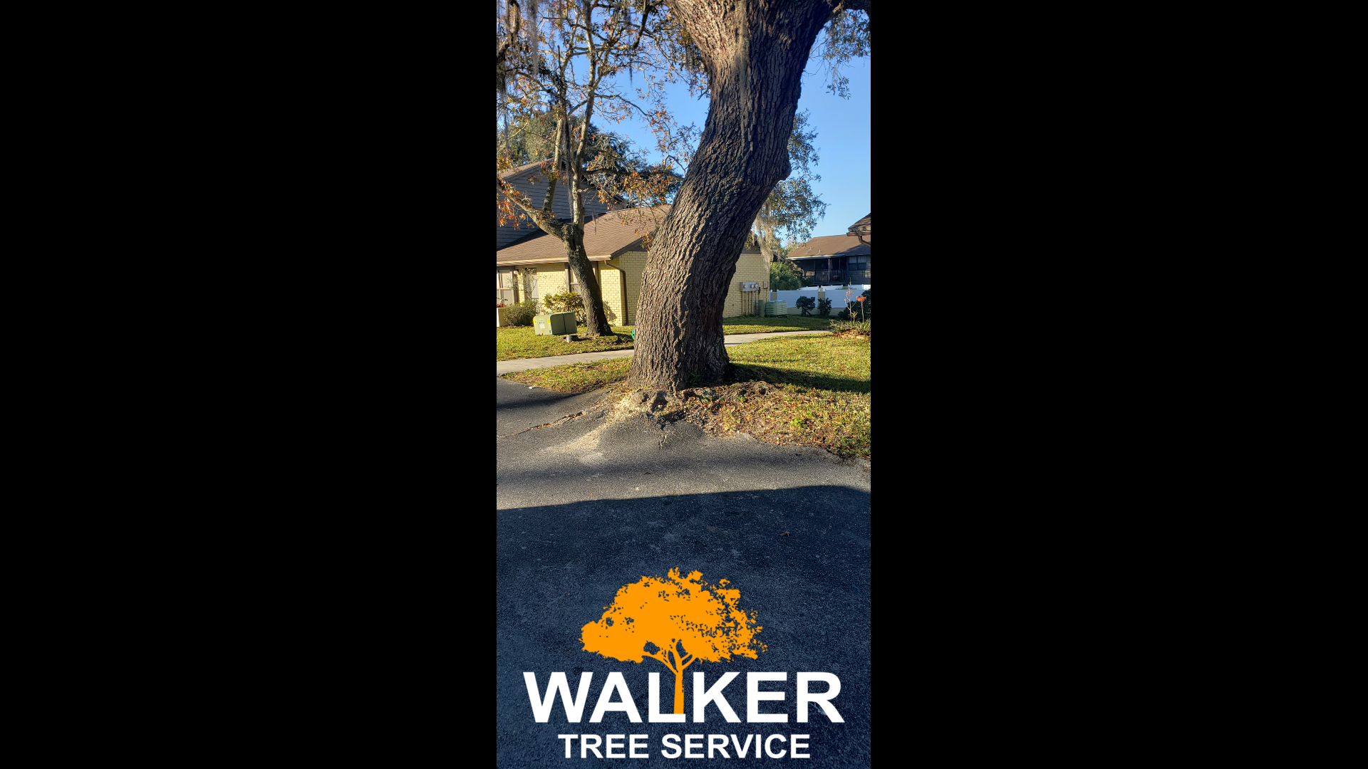 Do You Have A Massive Tree That Is Diseased?