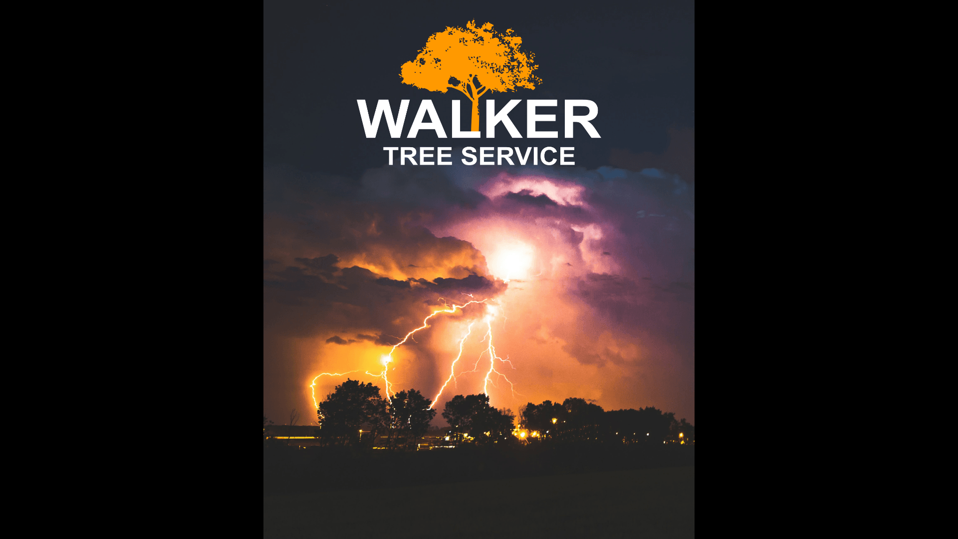 Florida Trees Are At Risk To Lightning Strikes
