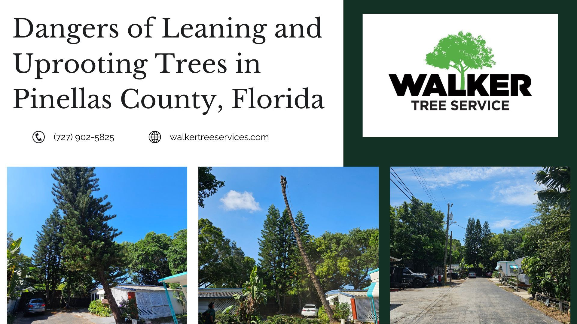 Dangers of Leaning and Uprooting Trees in Pinellas County, Florida