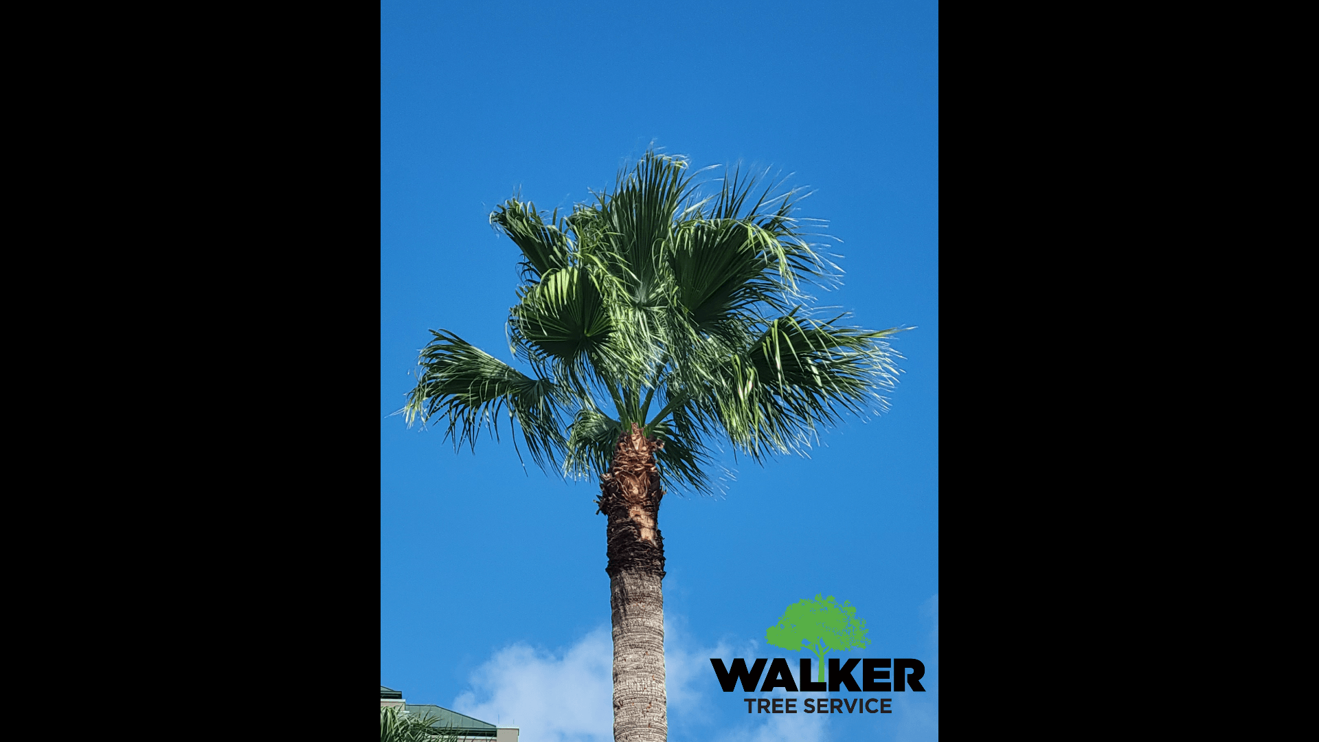 How To Prune Florida Palm Trees