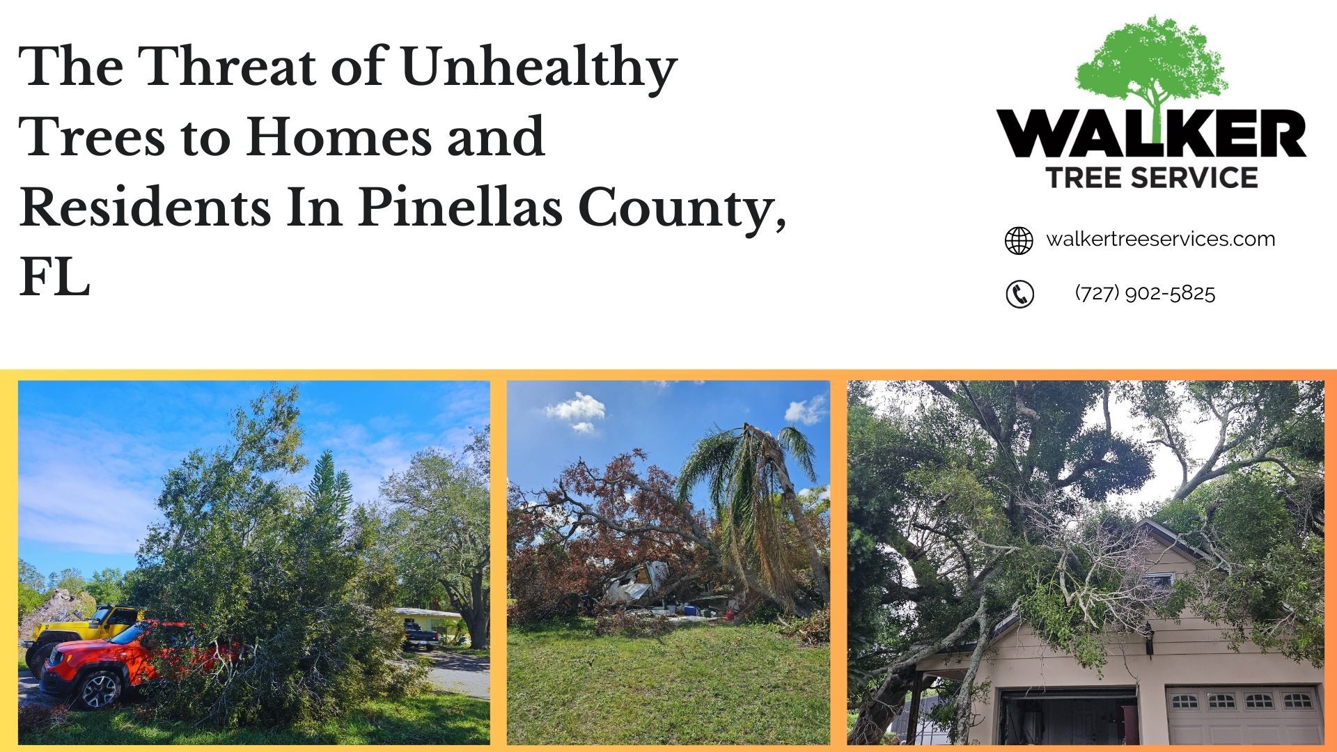 The Threat of Unhealthy Trees to Homes and Residents In Pinellas County, FL